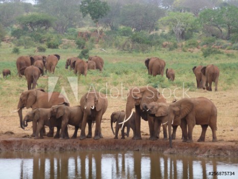 Picture of Elephants Tsavo West